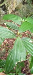 Cinnamomum