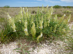 Astragalus racemosus