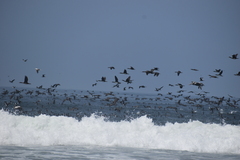 Leucocarbo bougainvillii