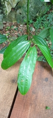 Cinnamomum