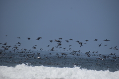 Leucocarbo bougainvillii