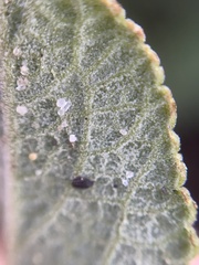 Salvia leucophylla × mellifera
