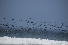 Leucocarbo bougainvillii
