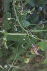 Holhymenia histrio