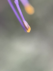 Salvia leucophylla × mellifera