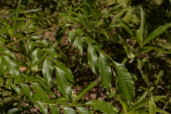 Pararchidendron pruinosum