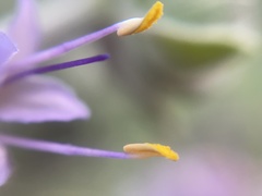 Salvia leucophylla × mellifera