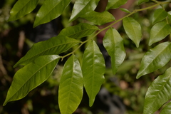 Pararchidendron pruinosum