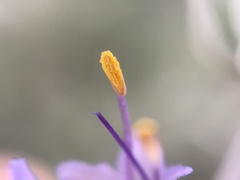 Salvia leucophylla × mellifera