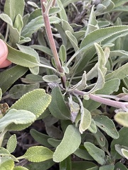 Salvia leucophylla × mellifera