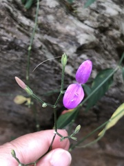 Hypoestes cumingiana