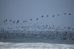 Leucocarbo bougainvillii