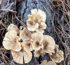 Pseudoarmillariella ectypoides