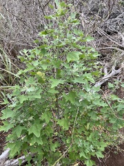 Chenopodium oahuense