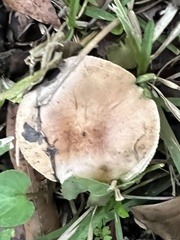 Pseudoarmillariella ectypoides