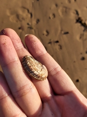 Haliotis coccoradiata