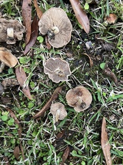 Pseudoarmillariella ectypoides