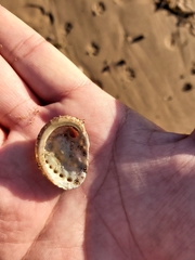 Haliotis coccoradiata