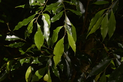 Cryptocarya meisneriana