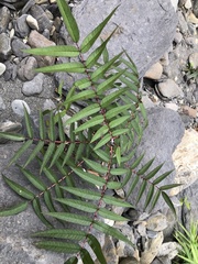 Zanthoxylum ailanthoides