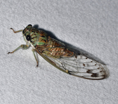 Neocicada hieroglyphica