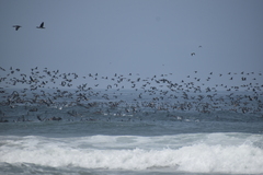 Leucocarbo bougainvillii