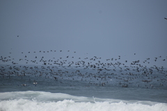 Leucocarbo bougainvillii