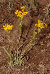 Senecio integerrimus integerrimus