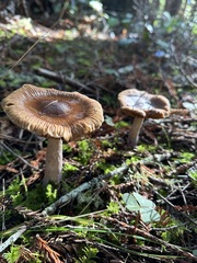 Cortinarius