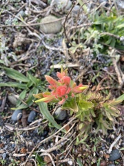 Castilleja affinis