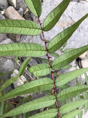 Zanthoxylum ailanthoides