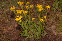 Senecio integerrimus integerrimus