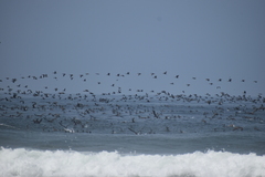 Leucocarbo bougainvillii