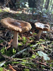 Cortinarius