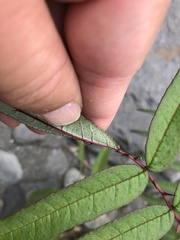 Zanthoxylum ailanthoides
