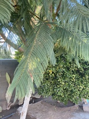 Leucaena esculenta