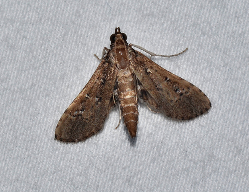 Crocidocnemis pellucidalis photo 2