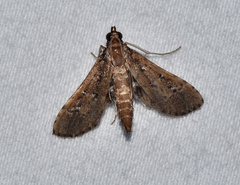 Crocidocnemis pellucidalis
