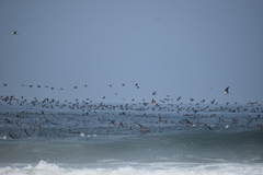 Leucocarbo bougainvillii