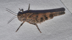 Spharagemon cristatum