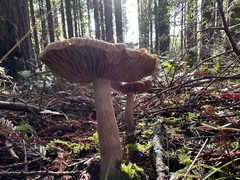 Cortinarius