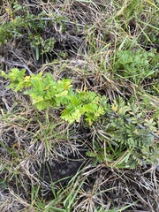 Osteomeles anthyllidifolia