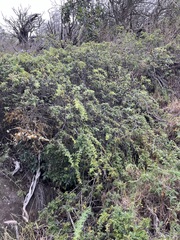 Osteomeles anthyllidifolia