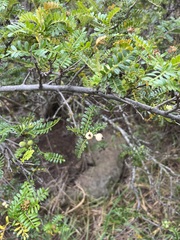 Osteomeles anthyllidifolia