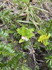Osteomeles anthyllidifolia