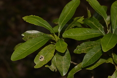 Acronychia oblongifolia