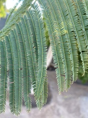Leucaena esculenta