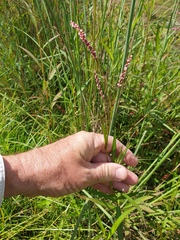 Persicaria decipiens