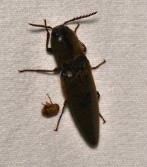 Orthostethus infuscatus