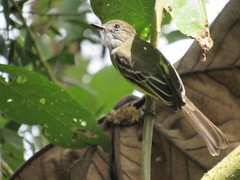 Myiarchus cephalotes
